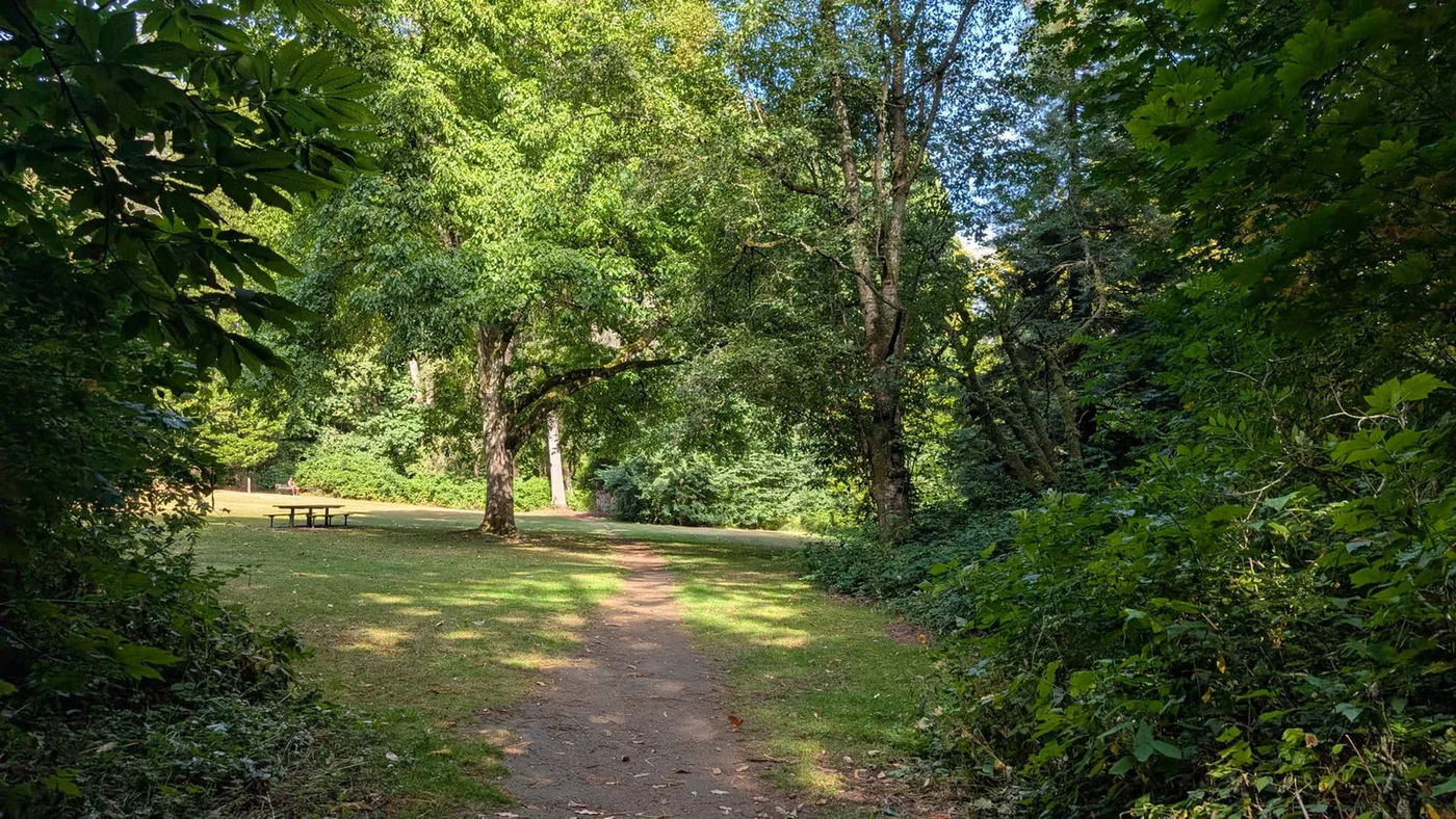A sunlit trail at Redwood Park