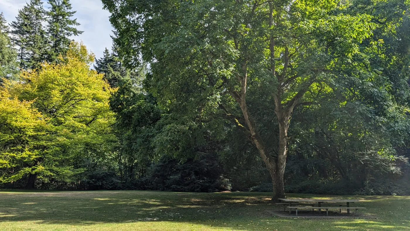 A view of Redwood Park from M&Em Photography’s fall session story